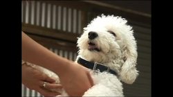 Canine capers at doggy hotel News Clip
