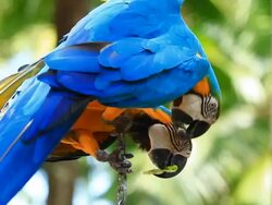 Blue and yellow Macaw Stock Footage