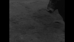 CAN282 BULLFIGHT IN SPAIN SHOWING FAMOUS MATADOR PACO CAMINO KILLING A BULL Instructional Video