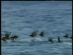 MWA panning left, colony of puffins flying low over water, Arctic circle Stock Footage
