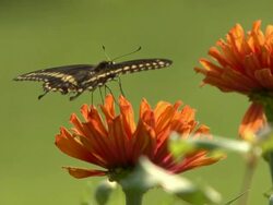Black butterfly on an orange flower Stock Footage