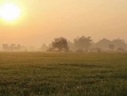 Rice field in the morning, panning left. Stock Footage