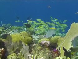 Schools of Carribean fish swim near colourful coral Stock Footage