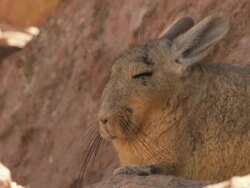 CU Shot of Viscacha, Lagidium viscacia in high Andes mountains / San Pedro de Atacama, Norte Grande, Chile Stock Footage