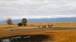 Tanzania, Lake Manyara National Park Instructional Video