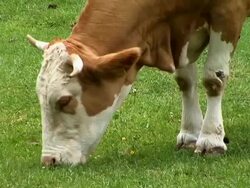 HD: Alpine cow Stock Footage