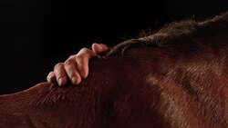 SLO MO Cowboy gently stroking horse's neck Stock Footage