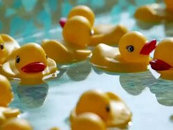 CU Rubber ducks floating in small pool / New Paltz, New York, United States Stock Footage