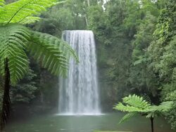 Rich green flora surrounds the  Millaa Millaa Falls, Atherton Tablelands nr Cairns, Queensland, Australia Stock Footage