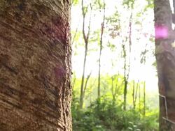 Rubber tree Stock Footage