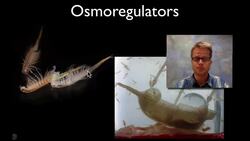 Osmoregulation Instructional Video