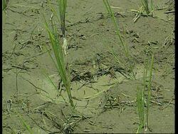 Indonesia - Rural areas face famine News Clip