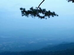 Tropical rainforest Stock Footage