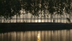 A man is silhouetted against the sunrise as he crosses a levee of bamboo on the shore of the River Jamuna in Bangladesh Stock Footage