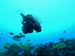 WS TS Shot of Lionfish and Various fish swimming or drifting along rocks covering with coral and sponge / Matola, Maputo, Mozambique Stock Footage