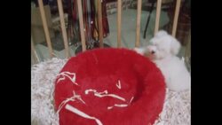 News Item (93810d45-3d8a-ff87-9a8a-efd7487347ac) Instructional Video