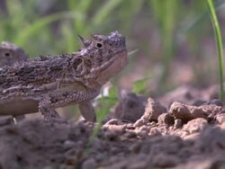 TS Horned lizards eating ants / Sonoran Desert, Arizona, United States Stock Footage