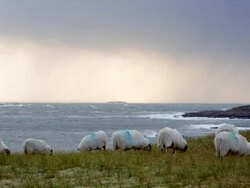  WS View of sheep grazing with ocean and hills with evening light and clouds / Lewis Island, Scotland, United Kingdom Stock Footage