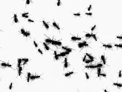 Ants colony graphic Stock Footage