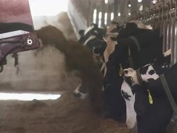 Close up of cattle eating the dairy feed as the dispenser rolls by. Stock Footage