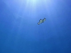 Flatworm free swimming, Landaa Giraavaru, Maldives Stock Footage