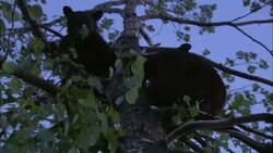 Two bears play in a tree. Stock Footage