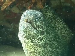 CU Paint spotted moray eel lying and hiding under rock ledge covered with coral and sponges / Matola, Maputo, Mozambique Stock Footage