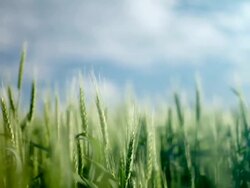Field of wheat Stock Footage