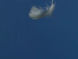 Single feather falling against blue screen Stock Footage