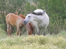 Wild Horses Stock Footage