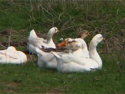 Protesters gather outside cabinet building claiming election was rigged; rural reax News Clip