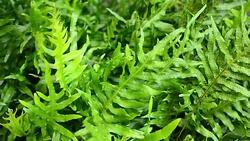 Fern Leaf Loop Stock Footage