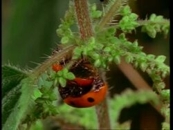 MS mating Ladybird beetles, United Kingdom Stock Footage