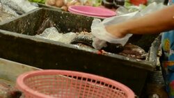 Snakehead fish spliting 2 Stock Footage