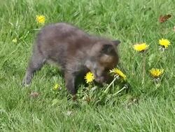 MS Red fox cub sitting in meadow looking around / vieux pont en auge, Normandy, France Stock Footage