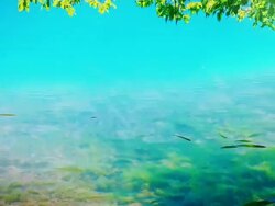 Water, fish and leaves Stock Footage