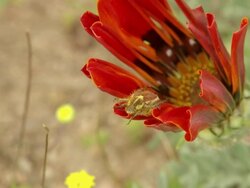WS ZI Shot of Single monkey beetle resting on red petal of partially opened gazania / Namaqualand, Northern Cape, South Africa Stock Footage