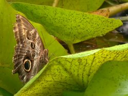 butterfly in the rainforest Stock Footage