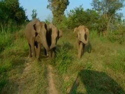 MS 3 elephants approach camera, walking sideways and standing defensively Stock Footage