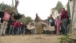 Rural farmers in the mountains of the southern Mexican state of Guerrero are feeding a growing heroin addiction in the United States all the while, admitting they were "ashamed to grow the drug." News Clip