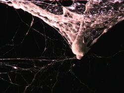 spidernet Stock Footage