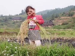 Chinese girl playing with rice during harvest waving hand and going Stock Footage