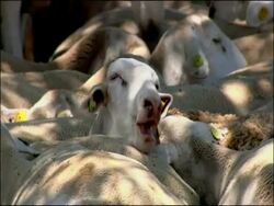 Sheep (Ovis aries) with head stuck out from amongst sleeping Sheep (Ovis aries), near Cadiz, Andalucia, Southern Spain Stock Footage