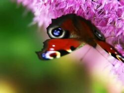 PAL: Peacock butterfly Stock Footage