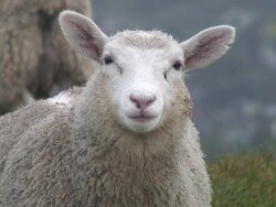(HD1080i) Sheep Stares At Camera And Chews, Close Up Stock Footage