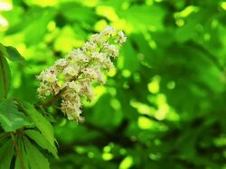Horse Chestnut Seed Stock Footage