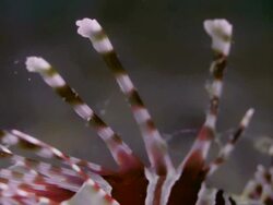 CLOSE UP LION FISH POISONOUS FINS Stock Footage