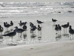 Gaggle of sanderlings Stock Footage