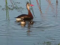 Ducklings Bottoms Up Stock Footage
