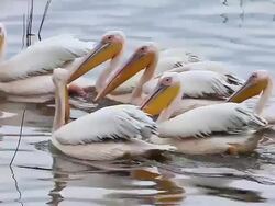 MS Group of pelecanus onocrotalus swimming at nakuru lake / National Park, Africa, Kenya   Stock Footage
